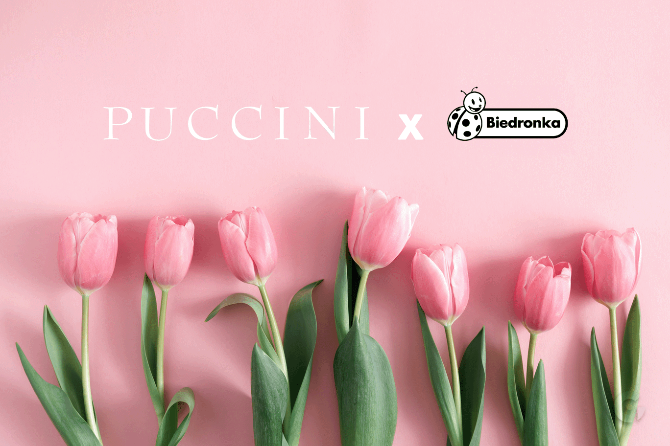 Wiosenna kolekcja Puccini w Biedronce